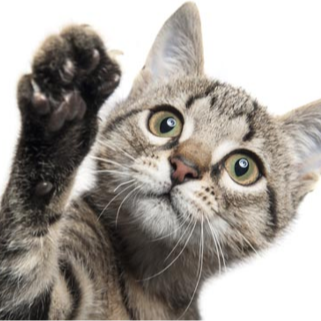 Where to visit? Ireland